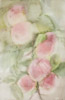 Omenaterttu / A Bunch of Apple, 2007, 54,5 x 35,5 cm 